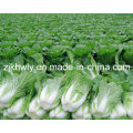 Chinese Cabbage